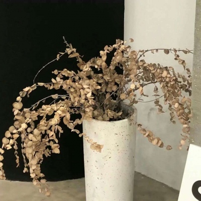 兽设幻想物种设计兽圈群